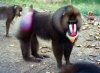 mandrill