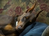 doberman / #772726