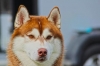 kızıl husky / #823801