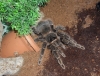 lasiodora parahybana