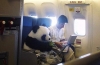 çinin bir barış çubuğu olarak panda yollaması / #751745