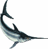kılıç balığı