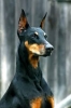 doberman