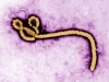 ebola / #696592