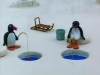 pingu