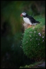 puffin