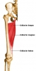 adductor longus / #686162