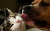 kedi köpek evcilleştirmek için ideal yöntemler / #781358