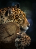 leopar