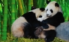 pandaların yaşamına imrenmek