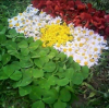 kürdistan bayrağı
