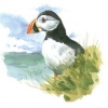 puffin