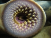 lamprey