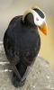 puffin