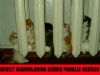 trafoya girdiği iddia edilen kedi beyanatları