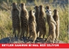 belgesel izlemenin seks yapmaktan zevkli olması / #804811