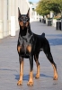 doberman / #772527