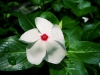 pervane çiçeği