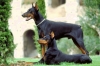 doberman