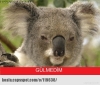 iv klarnet calan sarapci koala / #925479