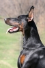 doberman / #772594