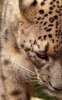 leopar