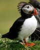 puffin